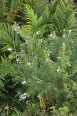 Psoralea glabra