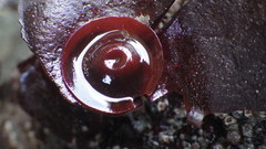 Constantinea simplex