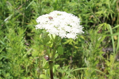 Angelica cincta