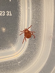 Dermacentor andersoni