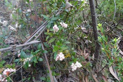 Gaultheria appressa