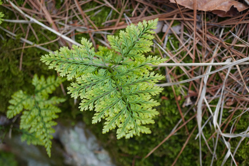 Squirrel's foot fern (Davallia mariesii)