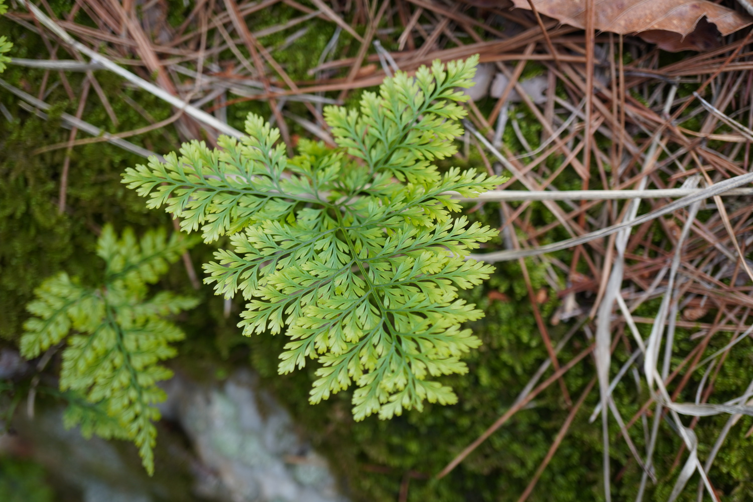 Squirrel's Foot Fern (Davallia mariesii)