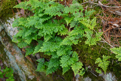 Davallia mariesii