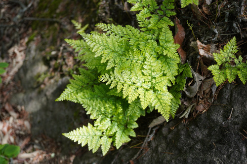 Davallia mariesii, photograph 4