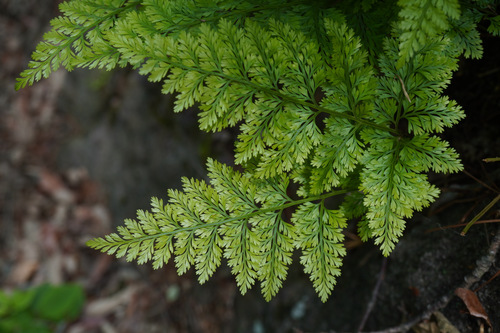 Davallia mariesii, photograph 2