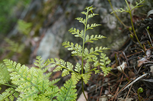 Davallia mariesii, photograph 3