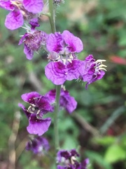 Streptanthus squamiformis