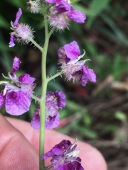 Streptanthus squamiformis
