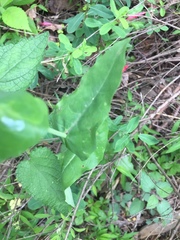 Streptanthus squamiformis