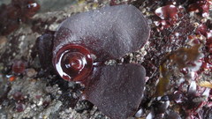 Constantinea simplex