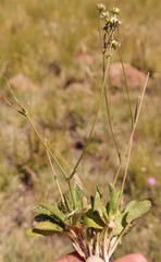 Alepidea delicatula