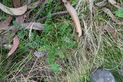 Chaerophyllum eriopodum