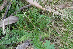 Chaerophyllum eriopodum