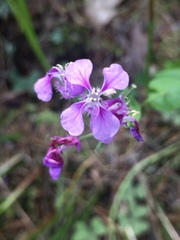 Streptanthus squamiformis
