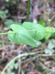 Streptanthus squamiformis
