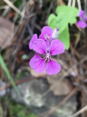 Streptanthus squamiformis