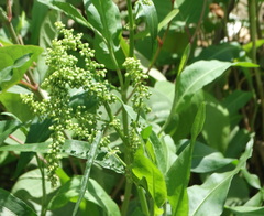 Rumex pallidus
