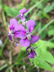 Streptanthus squamiformis