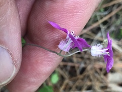 Streptanthus squamiformis