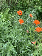 Papaver