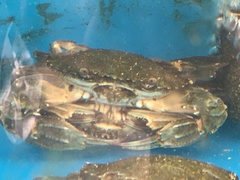 Charybdis japonica