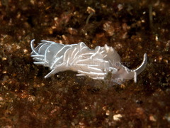 Favorinus blianus