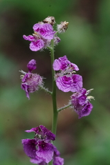 Streptanthus squamiformis