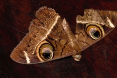 Cyligramma latona