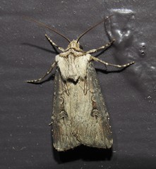 Agrotis stigmosa