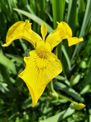 Iris pseudacorus