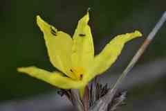 Bobartia macrospatha
