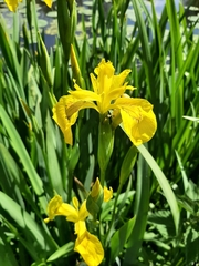 Iris pseudacorus