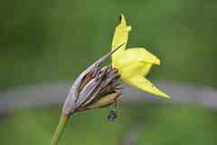 Bobartia macrospatha