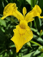 Iris pseudacorus