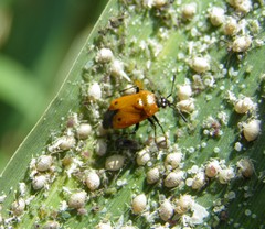 Deraeocoris punctum