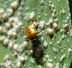 Deraeocoris punctum
