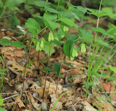 Polygonatum involucratum