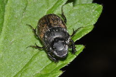 Onthophagus fracticornis