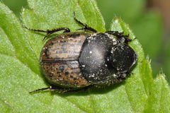 Onthophagus fracticornis