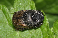 Onthophagus fracticornis