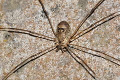 Amilenus aurantiacus