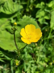 Ranunculus acris