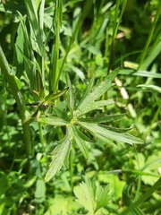 Ranunculus acris