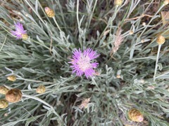 Psephellus trinervius