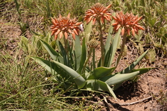 Aloe ecklonis