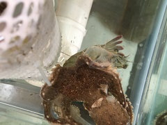 Amphioctopus fangsiao