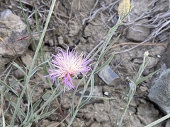 Psephellus trinervius