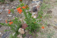 Bouvardia ternifolia