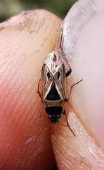 Xanthochilus quadratus